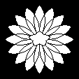 八重裏鬼菊