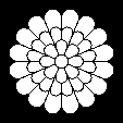 九重菊