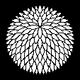 千重菊