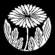 二葉乱れ菊
