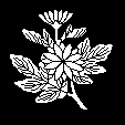 枝菊