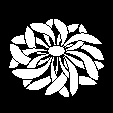 乱れ菊