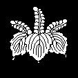 踊り桐