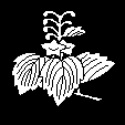 三月桐