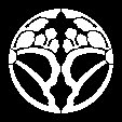 中かげ割桐