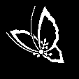 変り中かげ飛び蝶桐