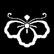 中かげ胡蝶桐